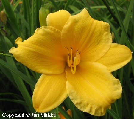  Hemerocallis Hybrida-Ryhm 'Stella de Oro'